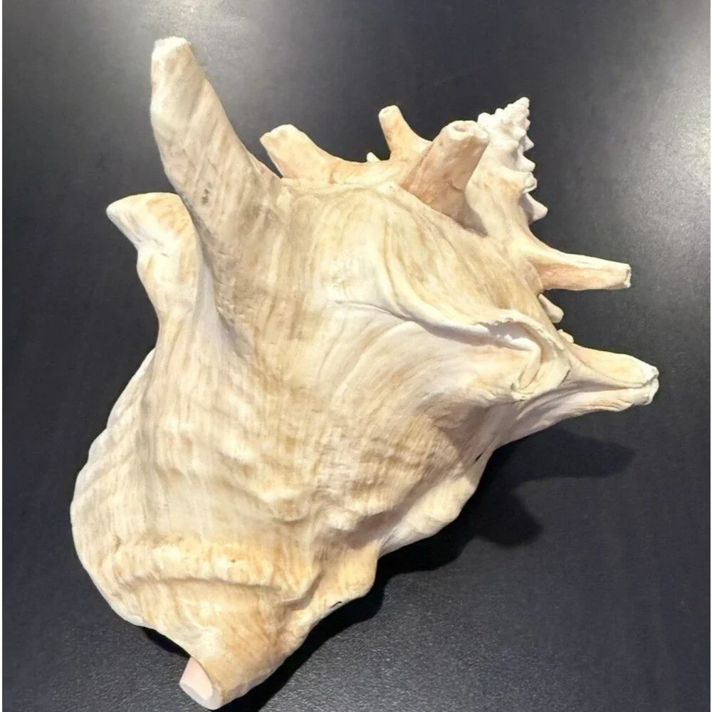 Bahamas Large Conch Seashell Vintage Ocean Decor Big Decorative Beach Sea Shell